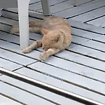 La Dolce Farniente